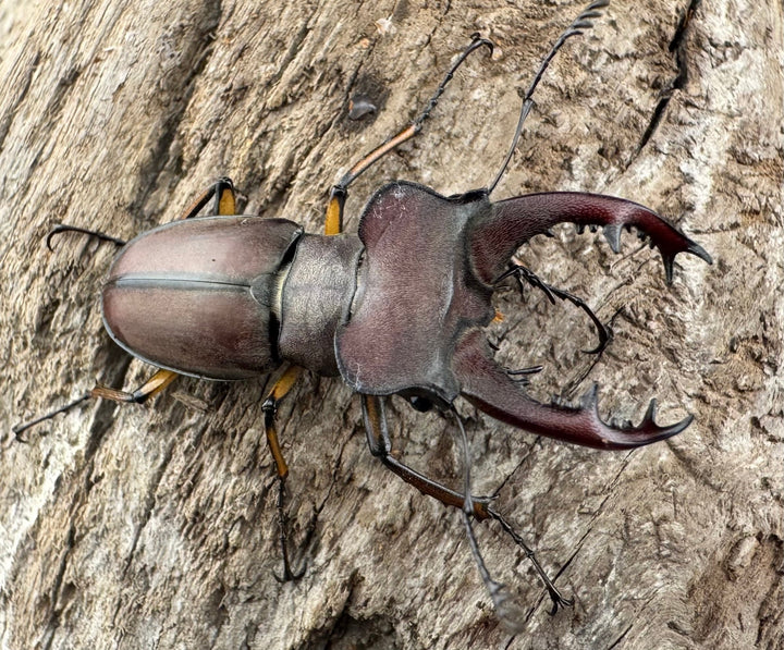 【WD】大型《ウーイーミヤマクワガタ 41.5mm ペア》