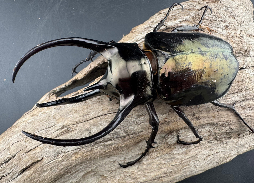 【WD】《ミンダナオアトラスオオカブト マラグサン産 99mm ペア》