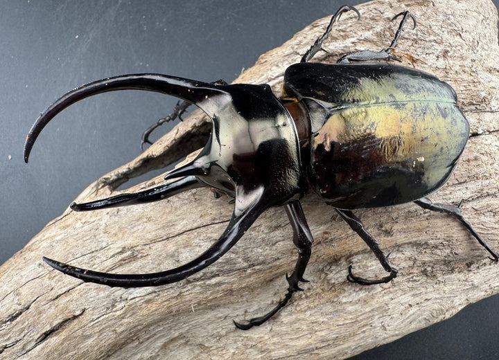 【WD】《ミンダナオアトラスオオカブト マラグサン産 99mm ペア》