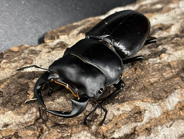 《ミャンマーアンタエウス Free ♂♀♀トリオ》