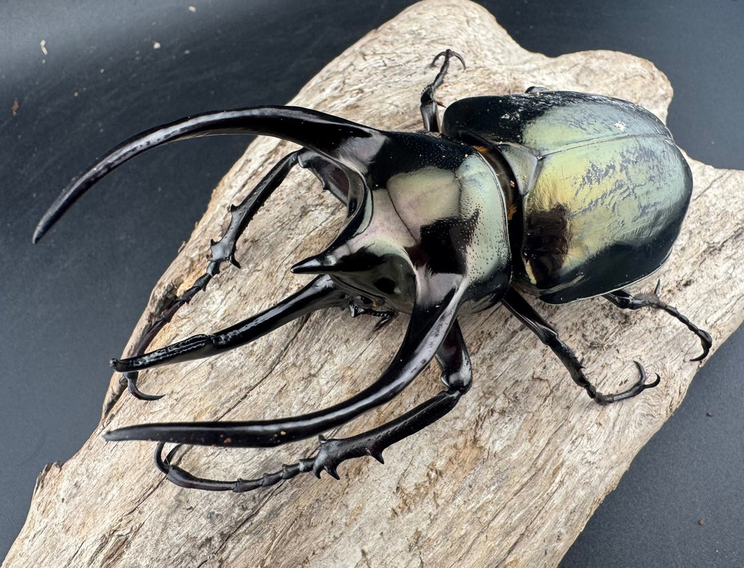 【WD】《ミンダナオアトラスオオカブト マラグサン産 99mm ペア》