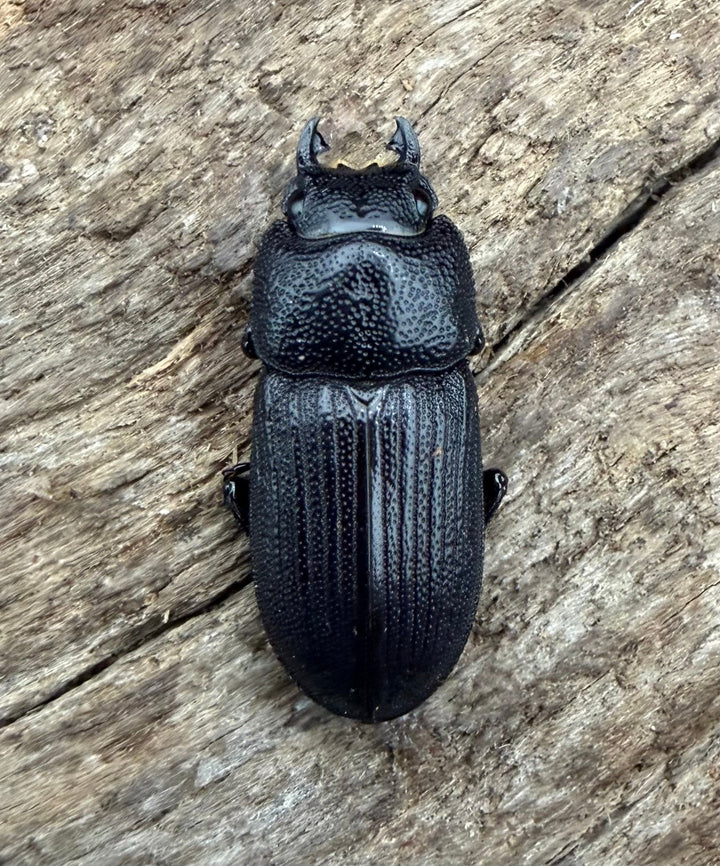 【F0】《ラエビコリスネブトクワガタ 23mm ♂♀♀トリオ》