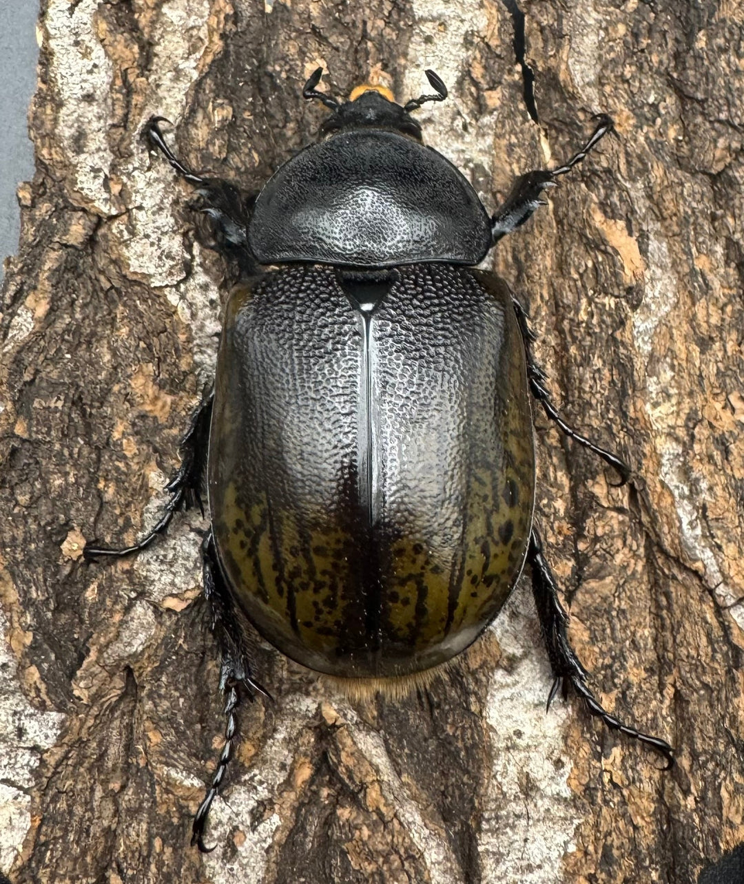 【WF2】《モロンオオカブト 62mm ペア》