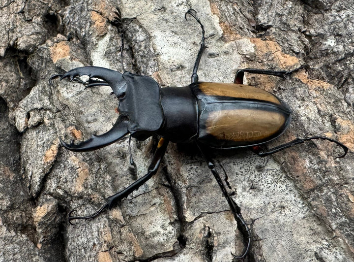 【WD】《パリーミヤマクワガタ 38mm ペア》