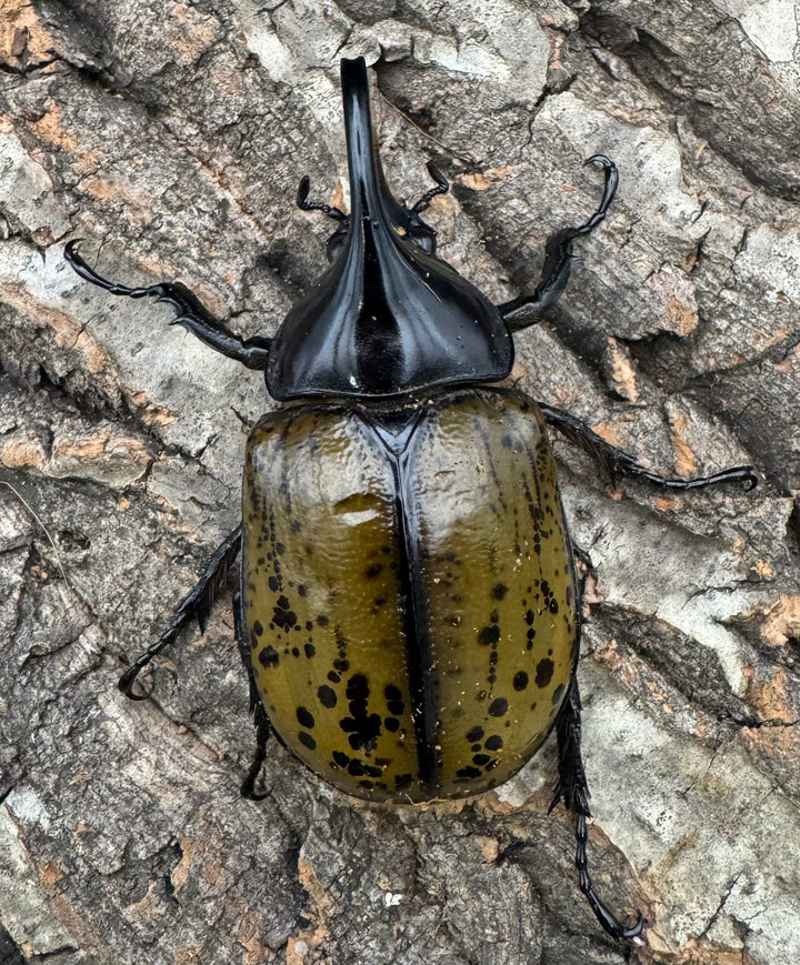 【WF2】《モロンオオカブト 71.5mm ペア》