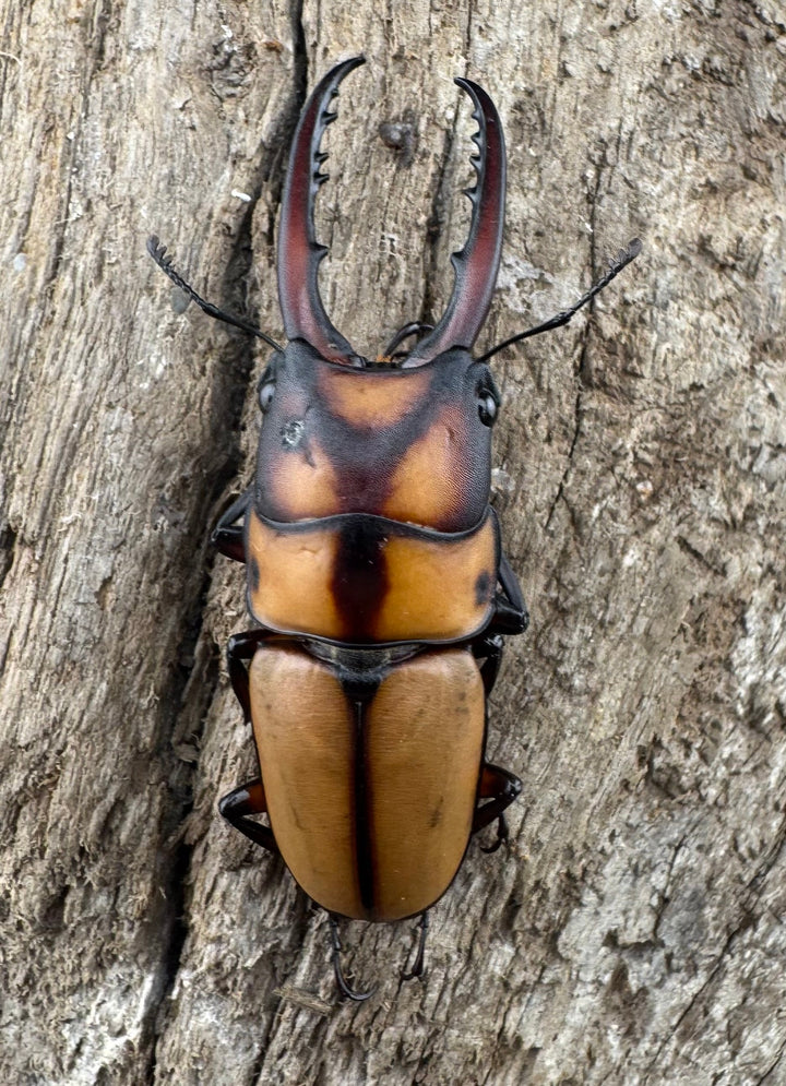 【WD】《スツラリスノコギリ 海南省産 44mm ペア》