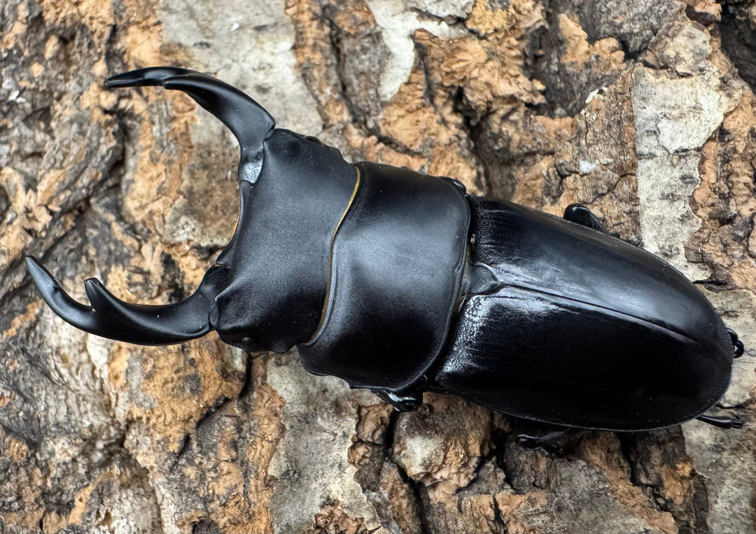 【WD】《ホペイオオクワ 安徽省産 58mm ♂♀♀トリオ》