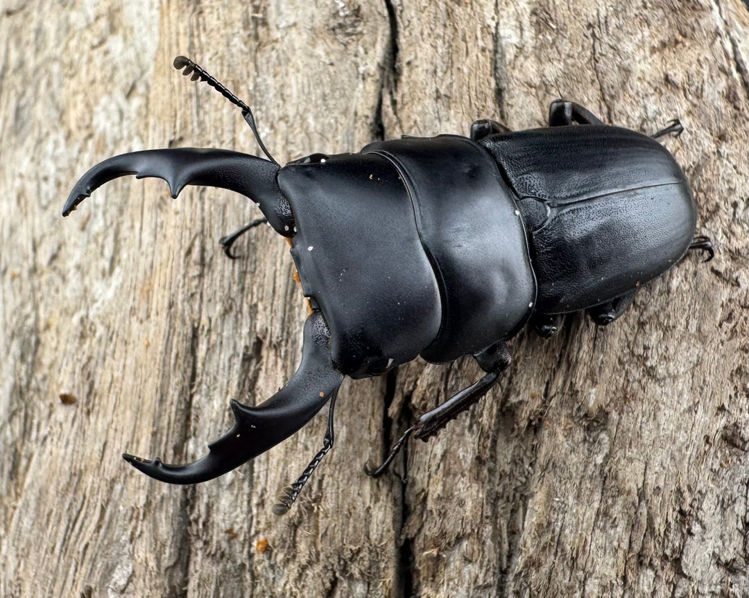 【WD】《ハンステインヒラタ原名亜種 45mm ペア》