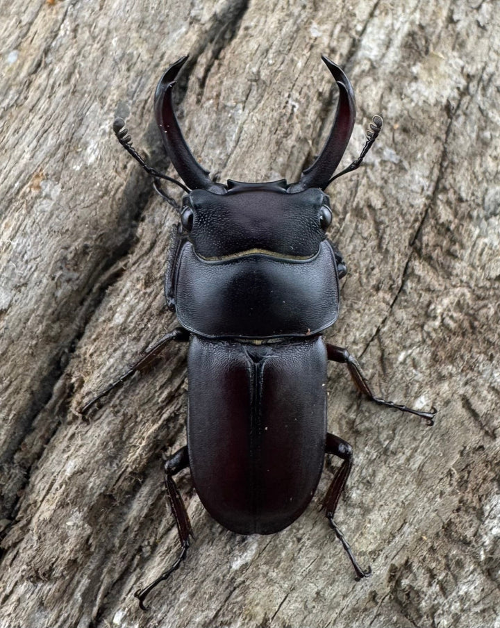 【WD】《セグーコクワガタ 27mm ペア》