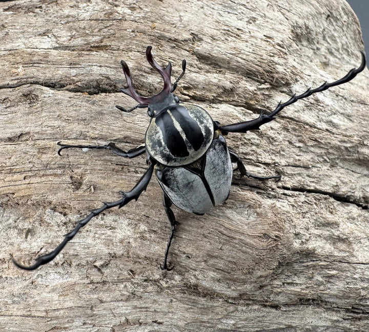 【WD】《アダムスツノハナムグリ Free ペア》②