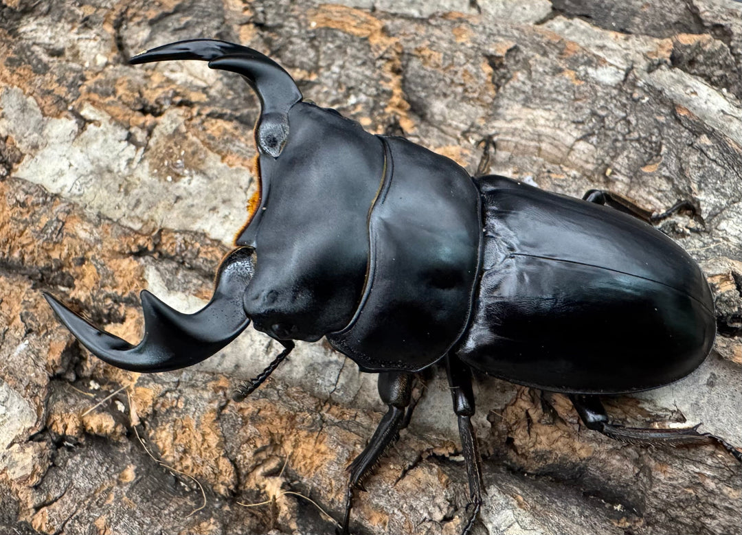 【WF1】《マレーアンタエウス ケランタン産 75mm ペア》