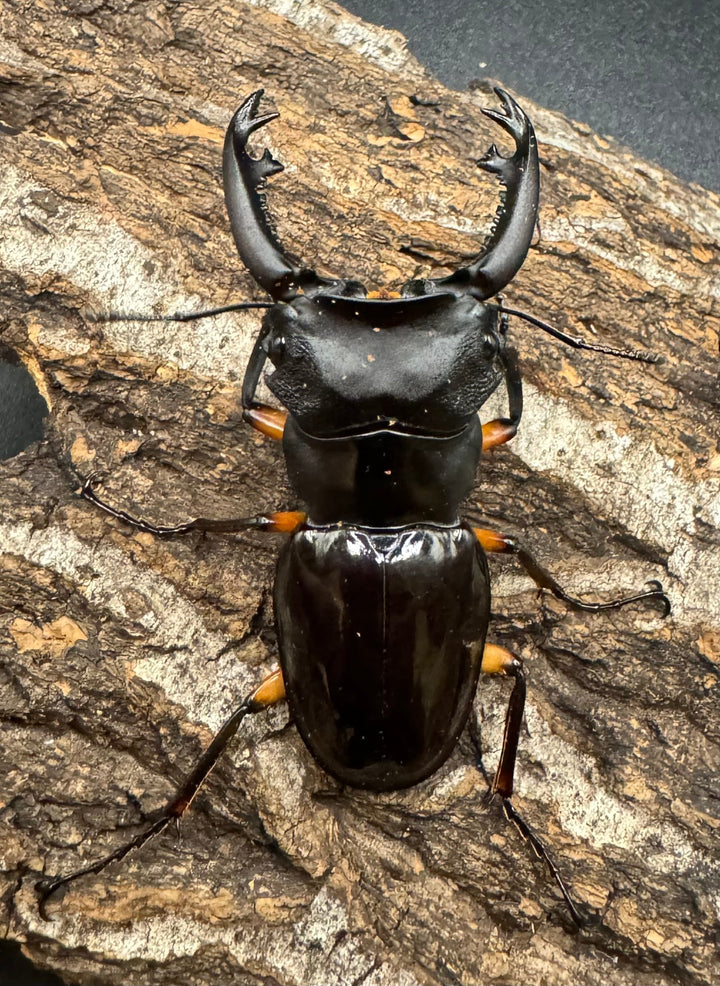 【WD】《インペリアリスツヤ亜種komorii 60mm ペア》