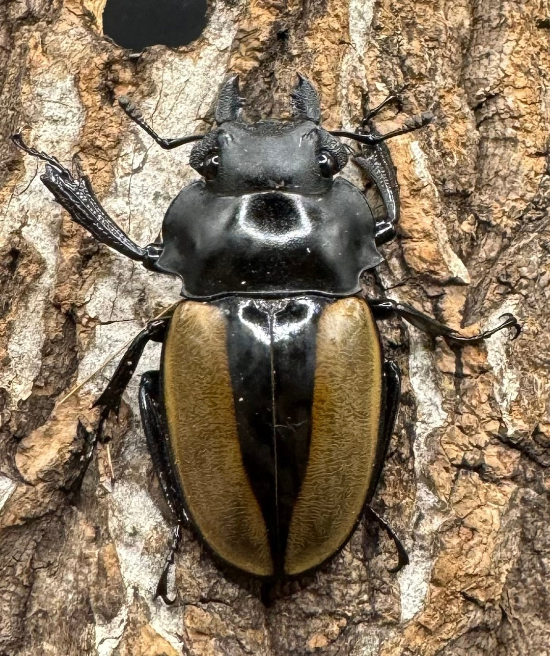 【WD】《ルデキンツヤクワガタ 70mm ペア》