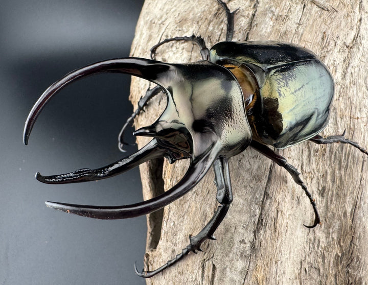 【WD】《ミンダナオアトラスオオカブト キダパワン産 88mm ペア》