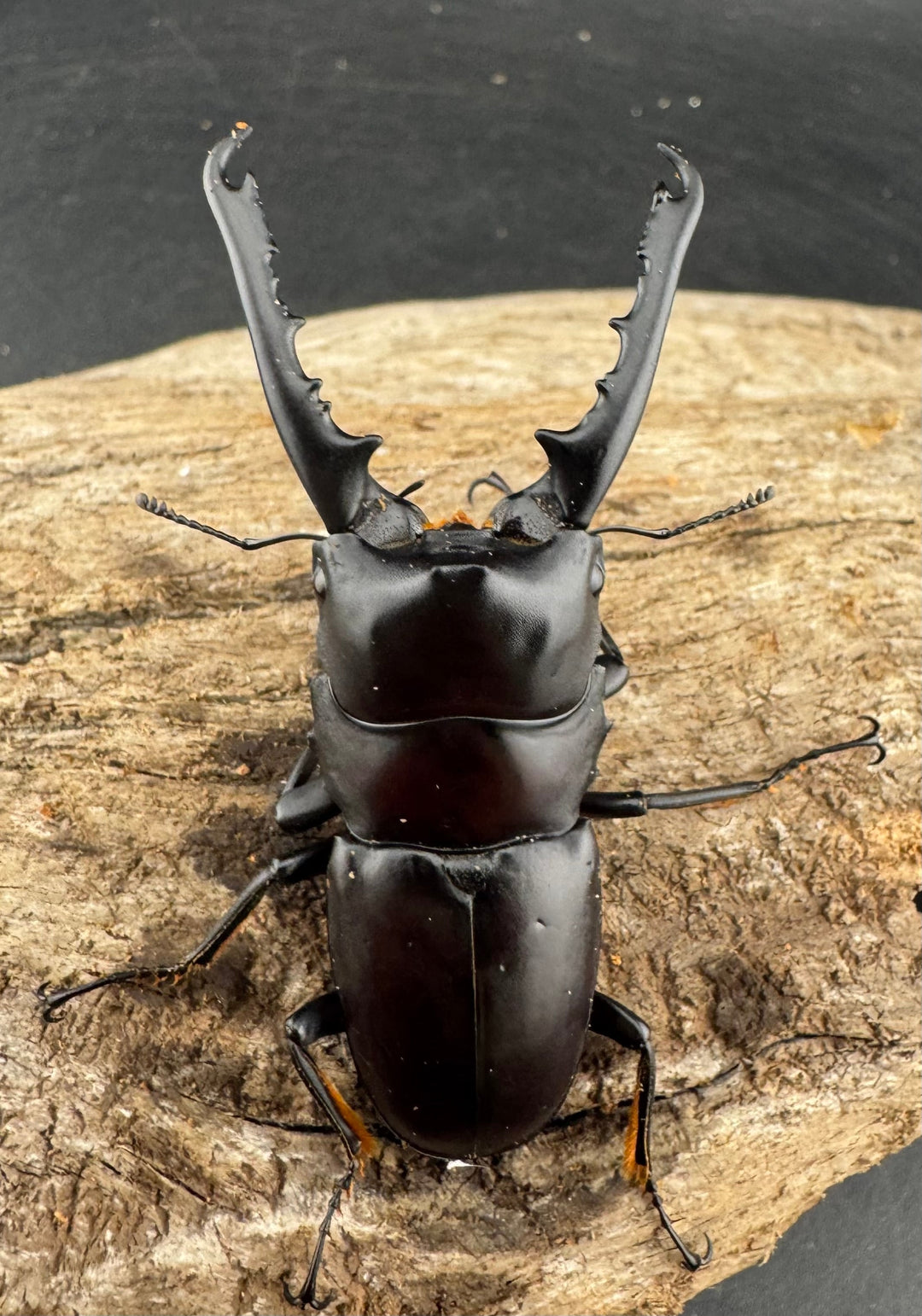 【WD】大型《ゲルツルードノコギリ レッドタイプ 60mm ペア》