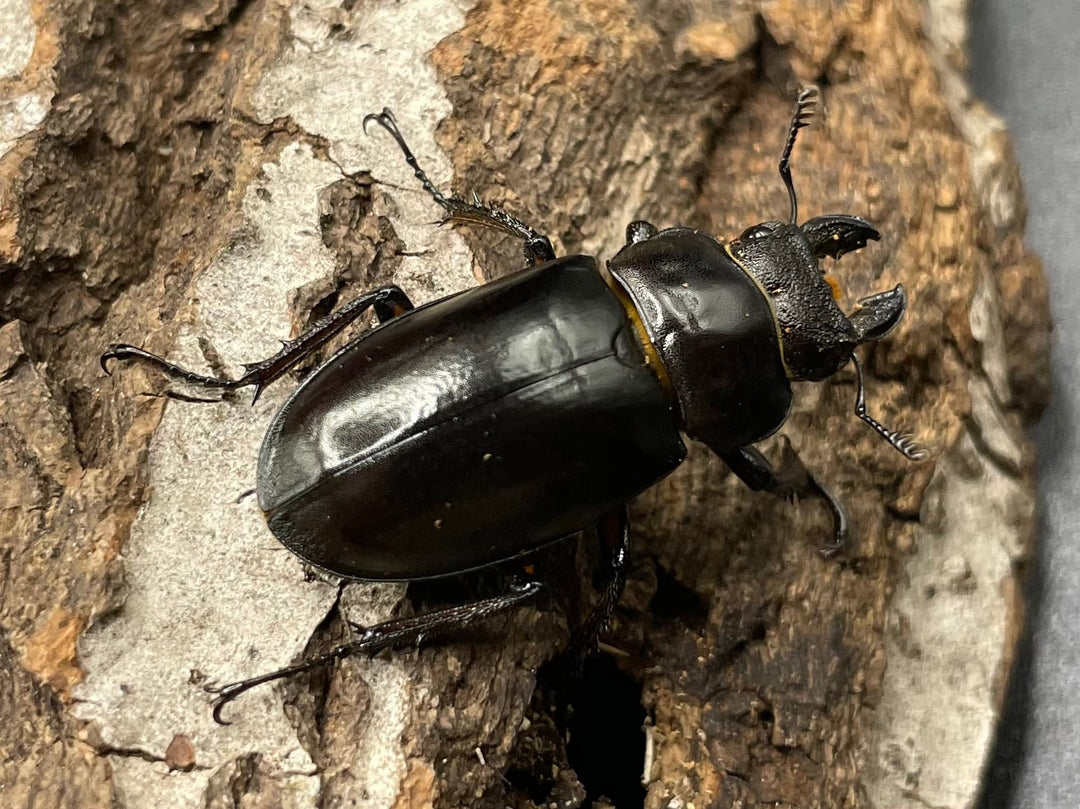 【WD】2018新種記載《ジュシャンミヤマ 58mm ペア》