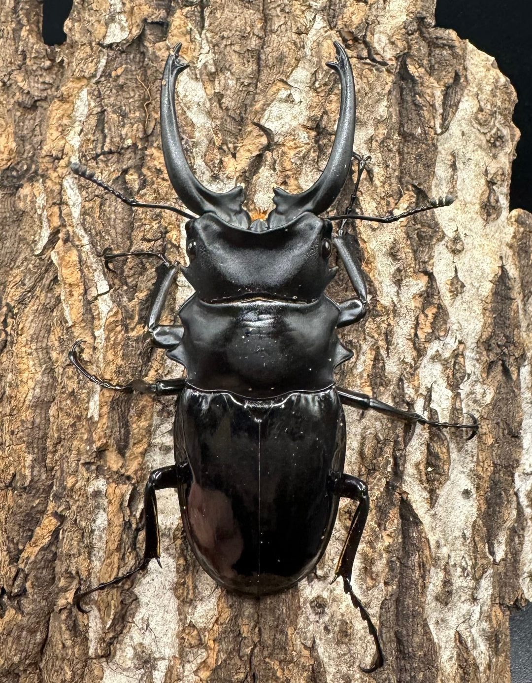 【WD】《ダールマンツヤクワガタ亜種celebensis 82mm ペア》