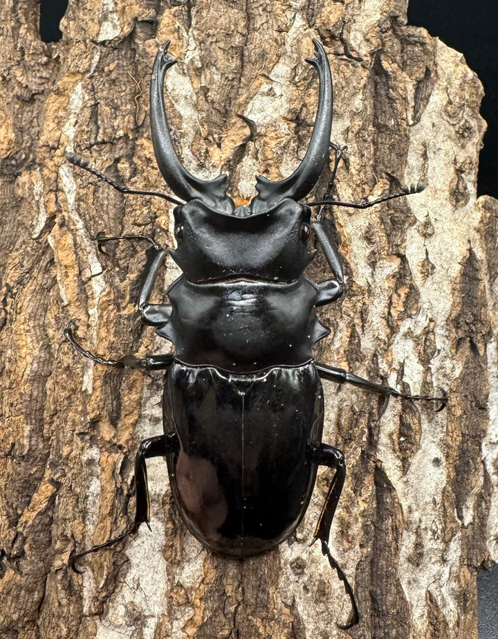 【WD】《ダールマンツヤクワガタ亜種celebensis 82mm ペア》