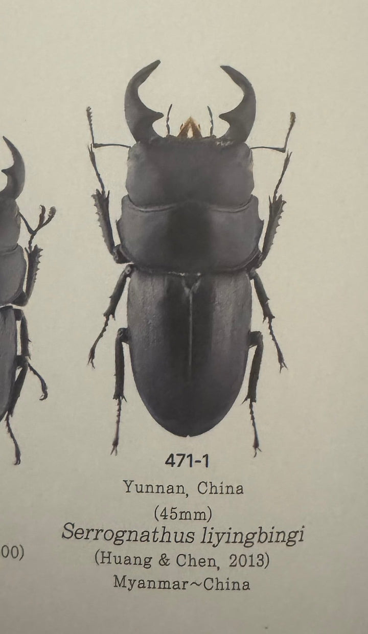 【WD】《ドルクス リンビン 42mm ♂♀♀トリオ》