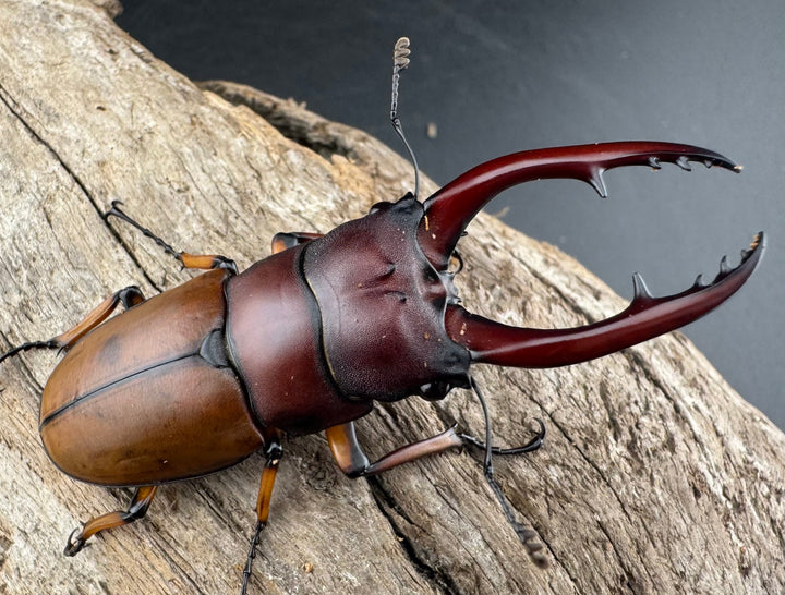 【WD】《アスタコイデスノコギリ ベンクール産 59mm ペア》