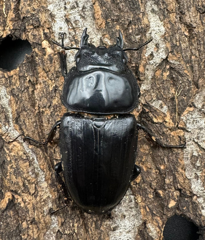 《オオクワガタ TT川西血統 54mm ♀単》ヒート氏ブリード個体