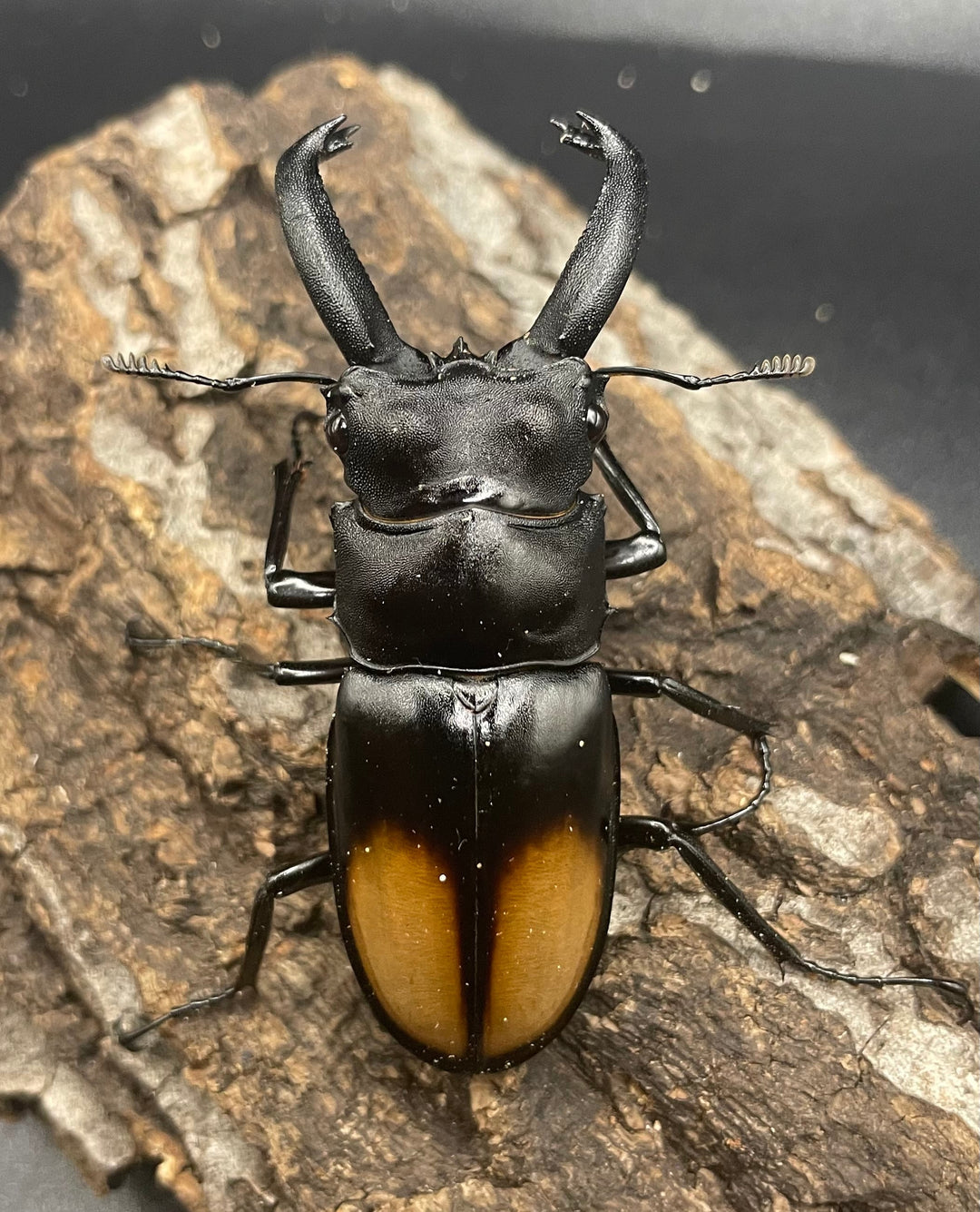 【WD】《パリーフタマタ亜種ディロレイ 65mm ペア》