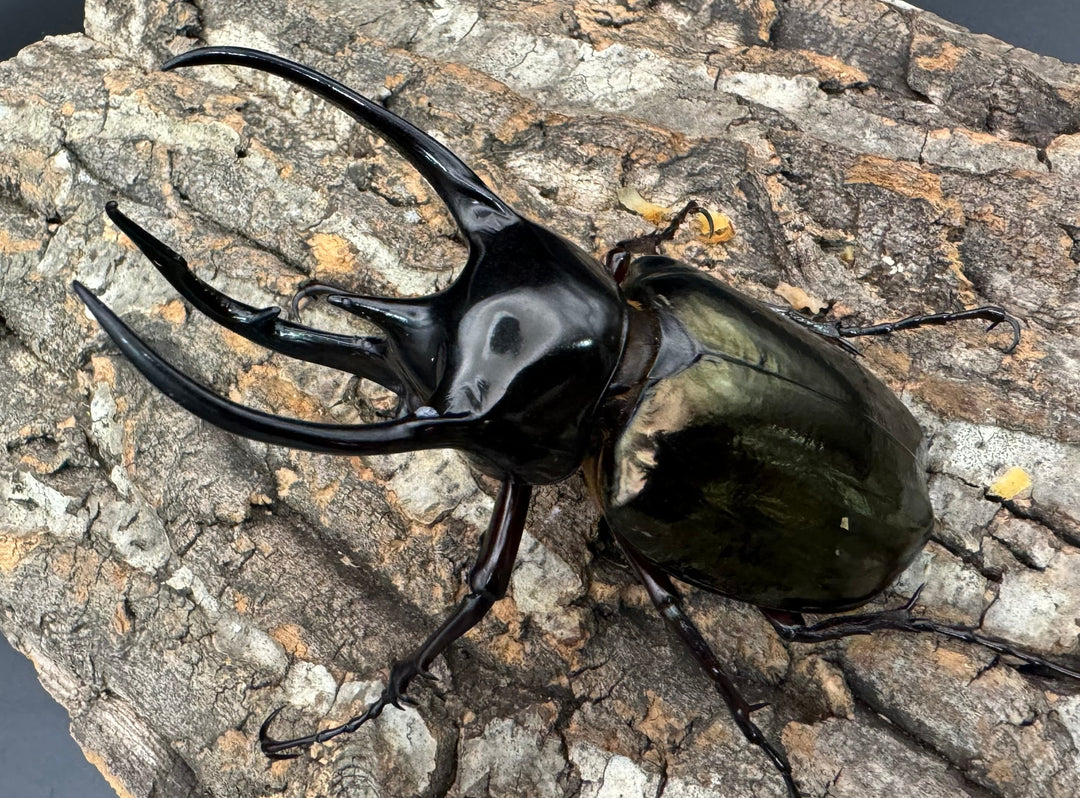 【WD】《ジャワコーカサスオオカブト 106mm ペア》