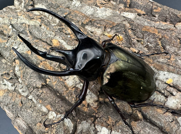 【WD】《ジャワコーカサスオオカブト 106mm ペア》