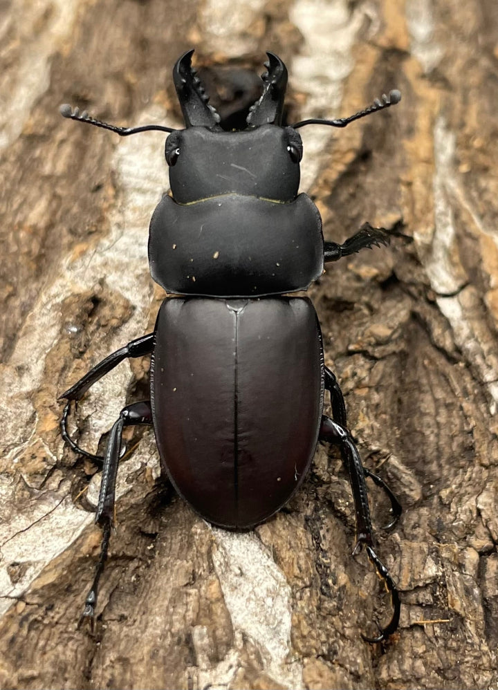 【WD】《チュウゴクマルバネクワガタ原名亜種 35mm ペア》