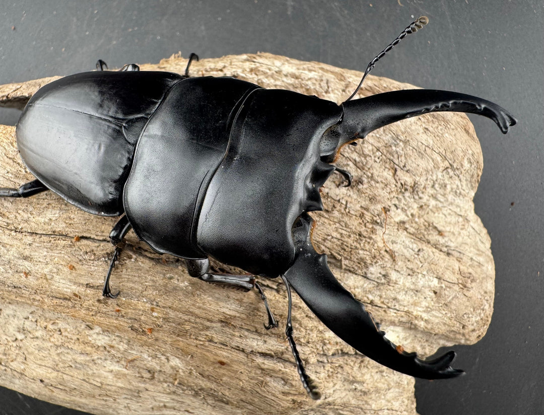 【WD】《アルキデスヒラタ ベンクール産 長歯 91mm ペア》