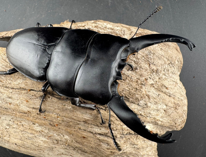 【WD】《アルキデスヒラタ ベンクール産 長歯 91mm ペア》