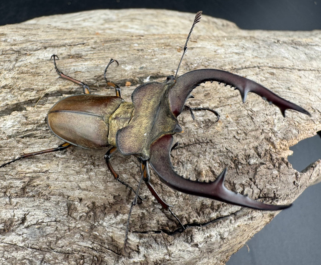 【WD】《フォルモサスミヤマクワガタ 50mm ペア》