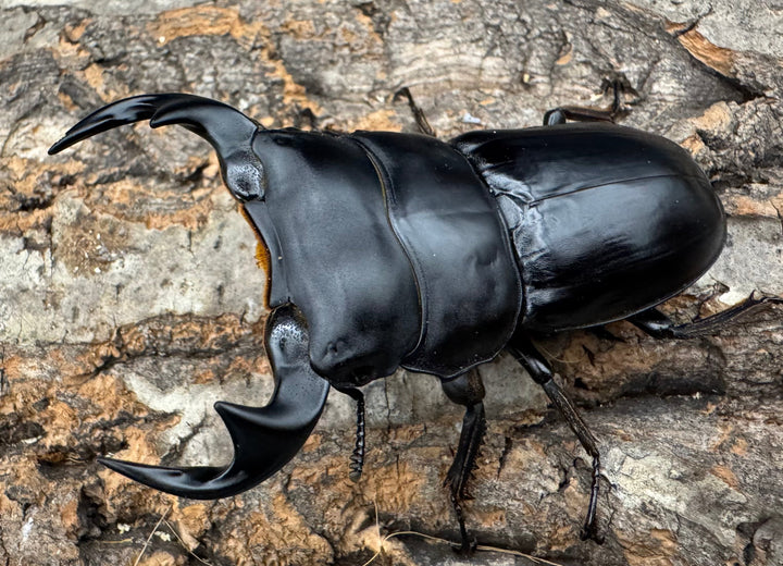 【WF1】《マレーアンタエウス ケランタン産 75mm ペア》