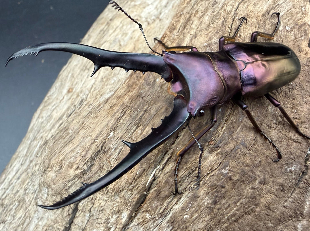 《メタリフェルホソアカ亜種フィナエ パープル系 73mm ペア》