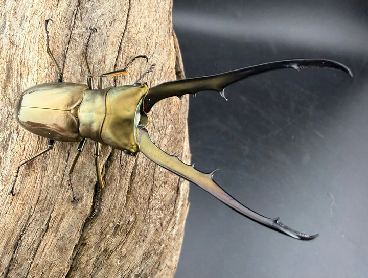 《メタリフェルホソアカ亜種イソガイ 76.5mm ペア》