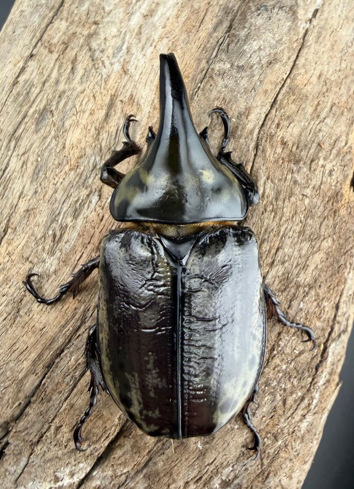 《ティティウスシロカブト 66mm ♂♀♀トリオ》
