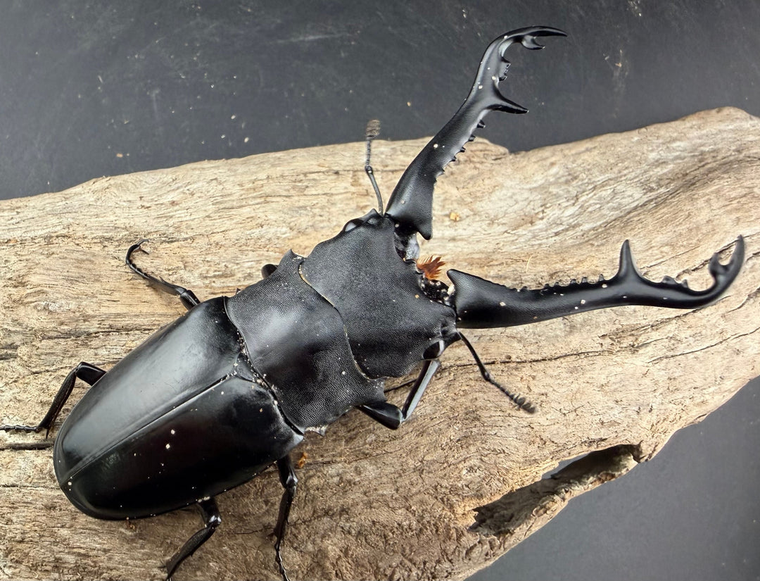 【WD】《ギラファノコギリ亜種ニシヤマイ 96.5mm ペア》