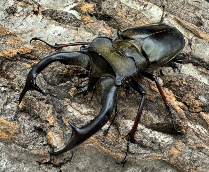 【WD】大型《チェンミヤマ メトク産 75mm ペア》