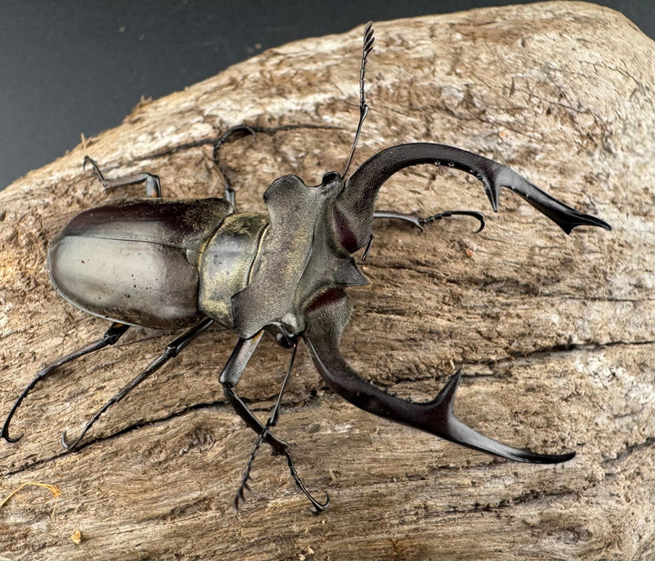 【WD】《クラーツミヤマ原名亜種 58.5mm ペア》