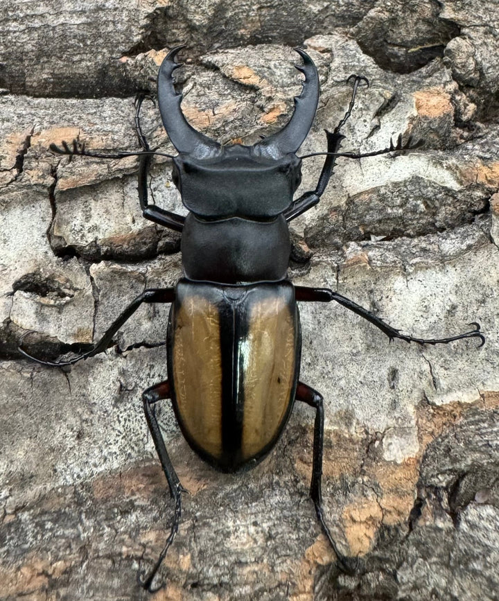 【WD】《パリーミヤマクワガタ 38mm ペア》