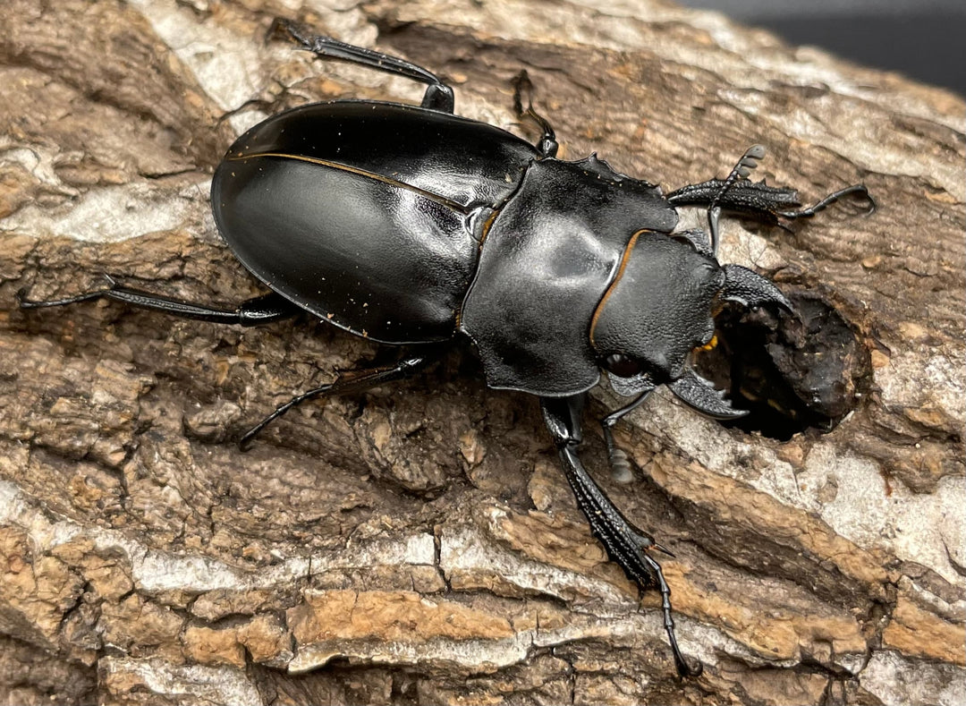 【WD】超大型大歯《アルケスツヤクワガタ 96mm ペア》