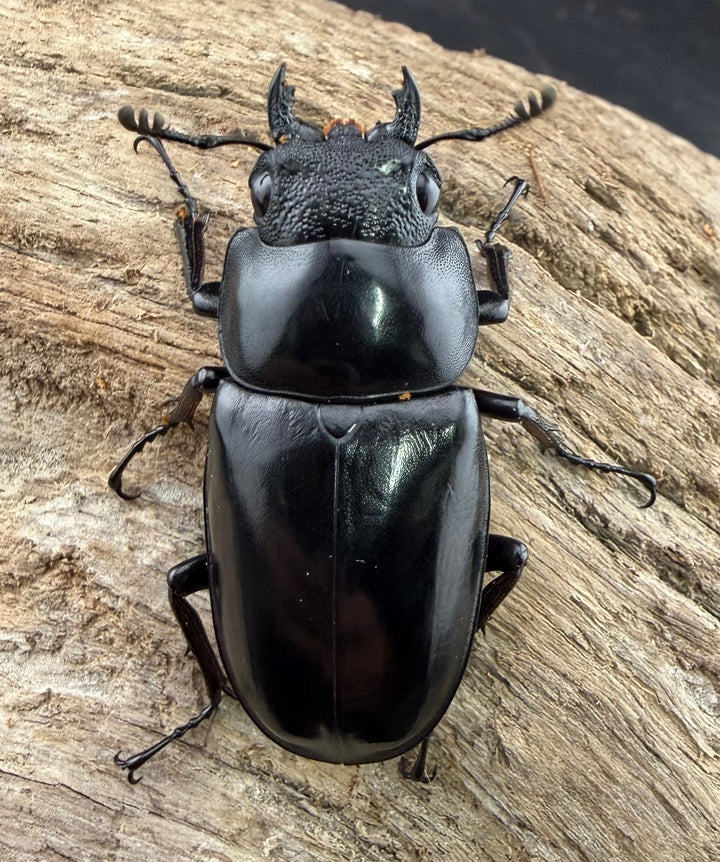 【WD】《ギラファノコギリ亜種ニシヤマイ 95mm ペア》