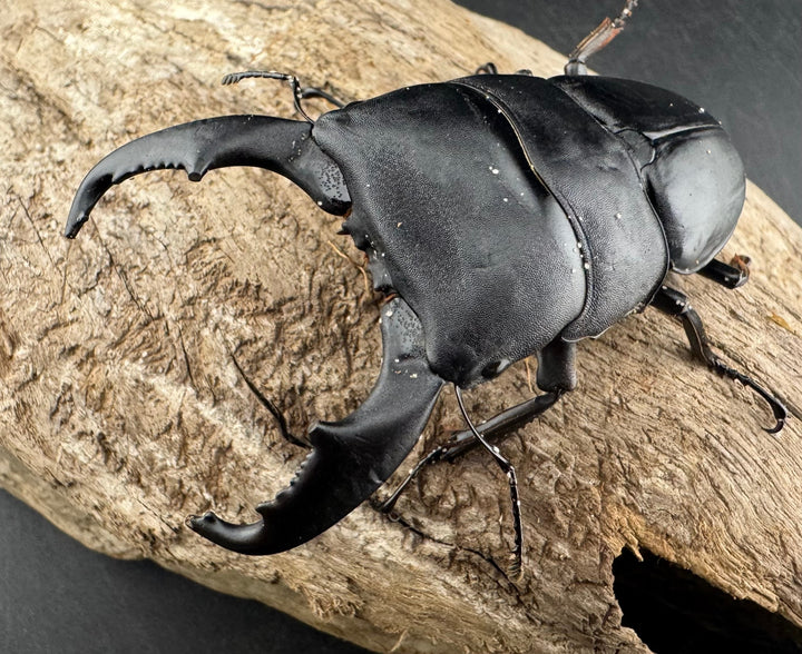 【WD】《スラウェシオオヒラタ 南スラウェシ産 81mm A’品ペア》