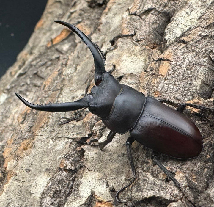 【WD】《グラキリスノコギリヒラタクワガタ 39mm ペア》