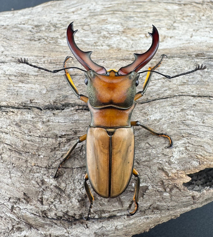 【WF3】《アラガールホソアカクワガタ 49.5mm ♂単》