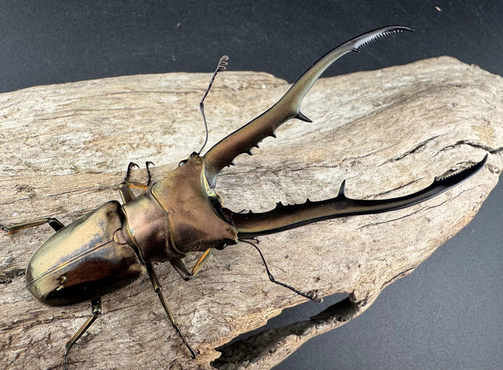 【WD】《メタリフェルホソアカ亜種finae 84.5mm ペア》