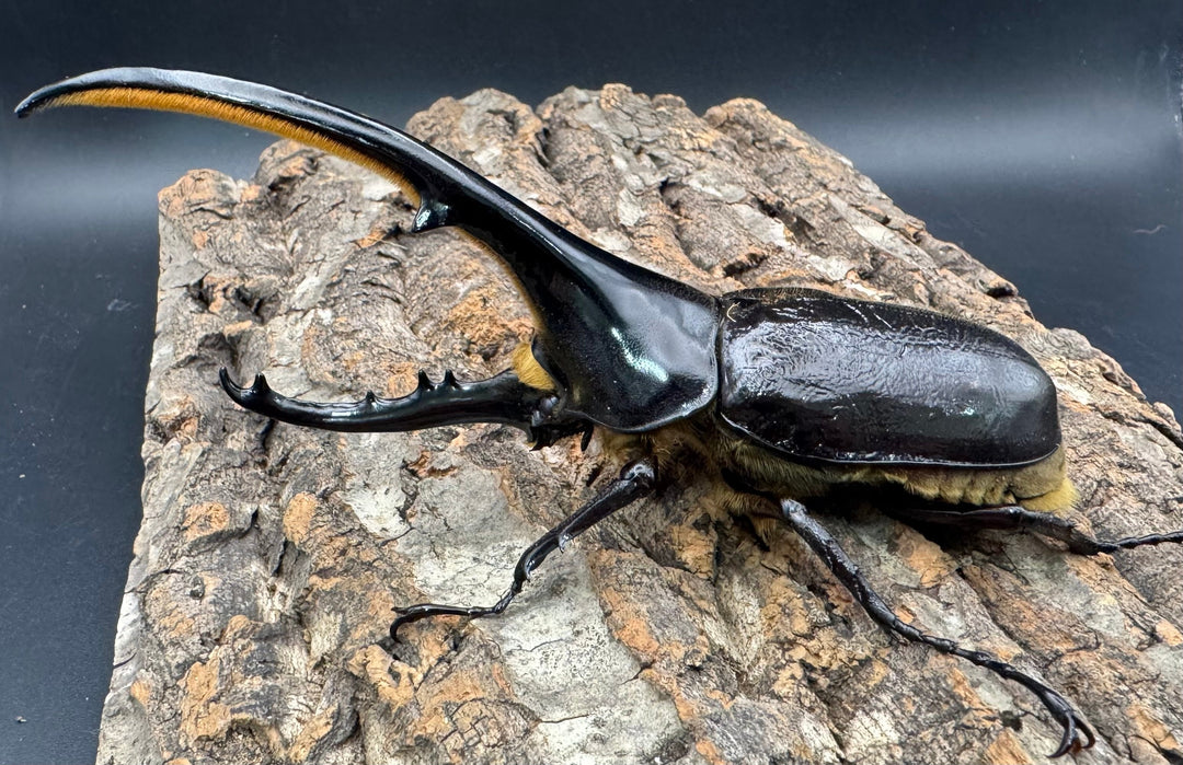 《ヘラクレス・ヘラクレス 145mm ペア》