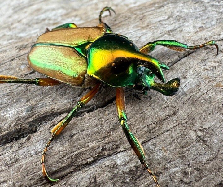 【WD】《モーニッケヒメカブトハナムグリ イフガオ産 Free ペア》①