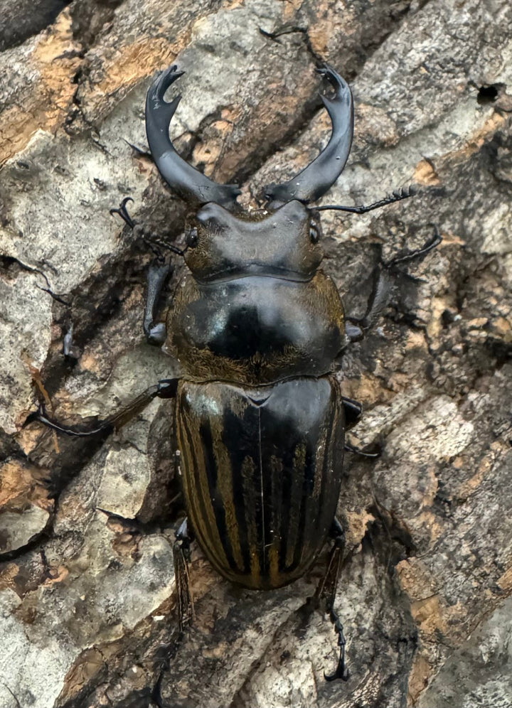 【WD】《ストリアータツヤクワガタ 49mm ペア》