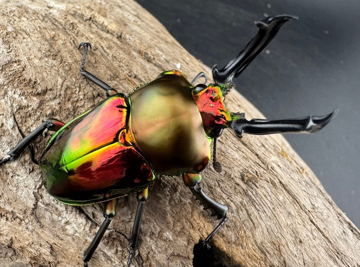 《ニジイロクワガタ 53mm ペア》